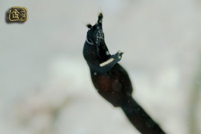 DSC_6513s.jpg