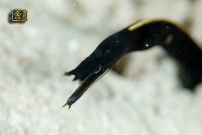DSC_6517s.jpg