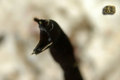 DSC_6529s.jpg