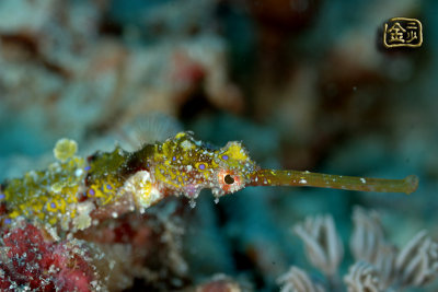 DSC_6682s.jpg