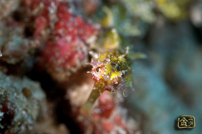 DSC_6687s.jpg