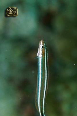 DSC_6792s.jpg
