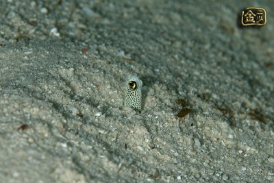 DSC_7088s.jpg