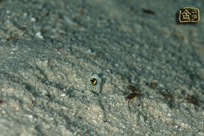 DSC_7089s.jpg