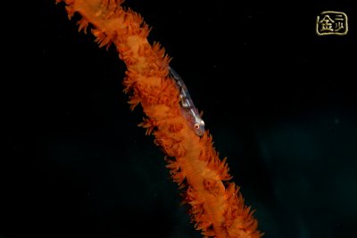 DSC_7096s.jpg