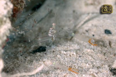 DSC_7137s.jpg