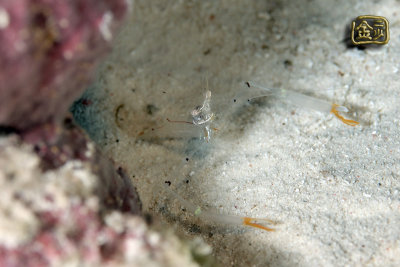 DSC_7142s.jpg