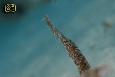 DSC_7145s.jpg