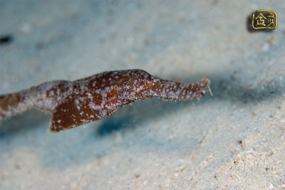 DSC_7155s.jpg
