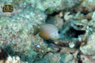 DSC_7220s.jpg