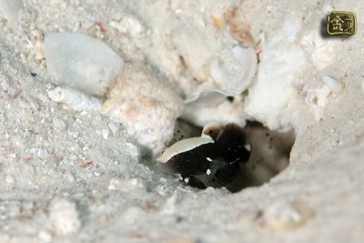 DSC_7227s.jpg