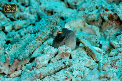 DSC_7253s.jpg