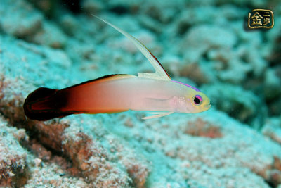 DSC_7306s.jpg