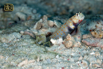 DSC_7328s.jpg