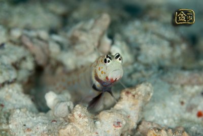 DSC_7335s.jpg