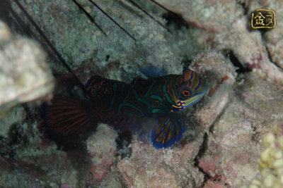 DSC_7412s.jpg