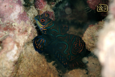 DSC_7431s.jpg