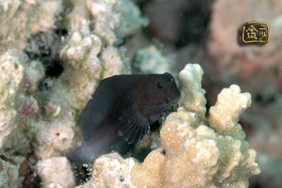 DSC_7447s.jpg