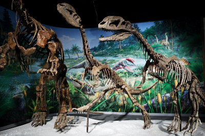 About Dinosaur ®£Ąs