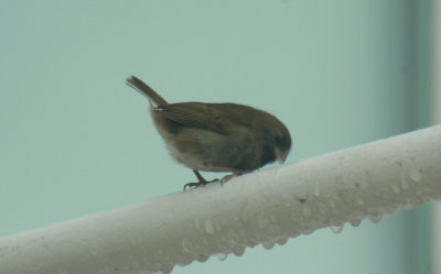 Black-faced Grassquit