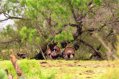 _APR3482 Spring gobblers; 2013