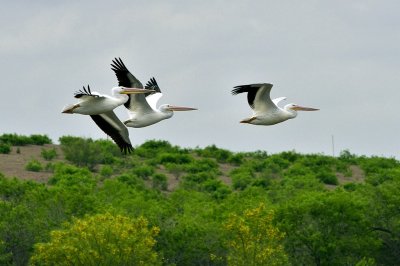 _APR3314 American white pelicans