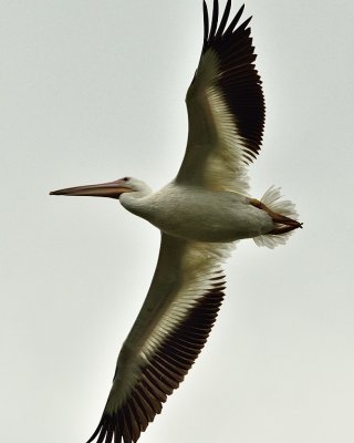 _APR3337 American white pelican