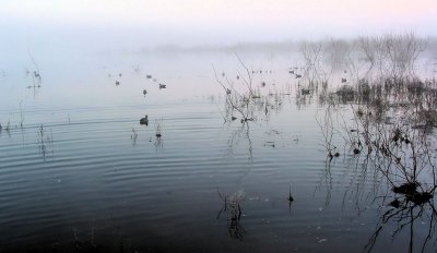 Foggy decoys