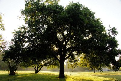 Pecan Tree out back: SEP 2007