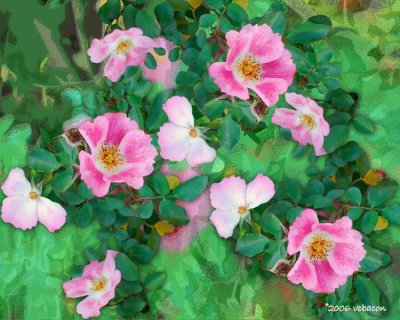 Rose Garden