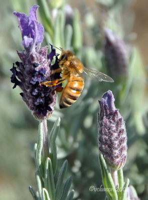 Just a Buzz in the Lavender