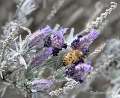 Another Buzz around the Lavender