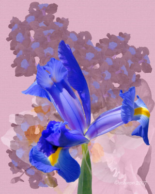 Iris in Bloom