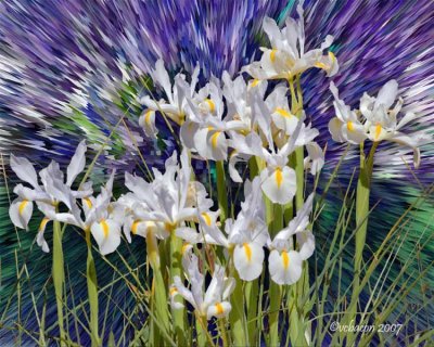 Spring Explosion