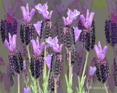 Waiting for Bees
