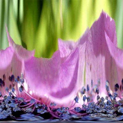 Floral Wave