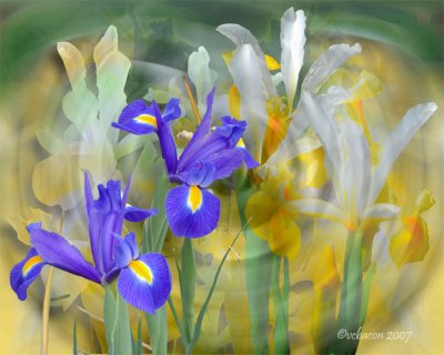 Iris Proliferations