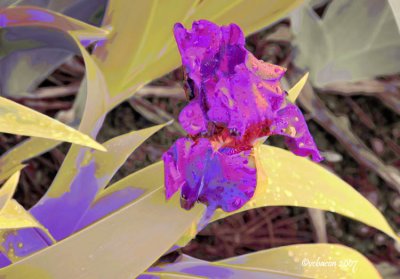 Iris with Leaves