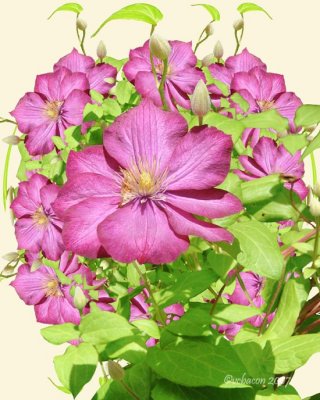 Vine with Pink Flower