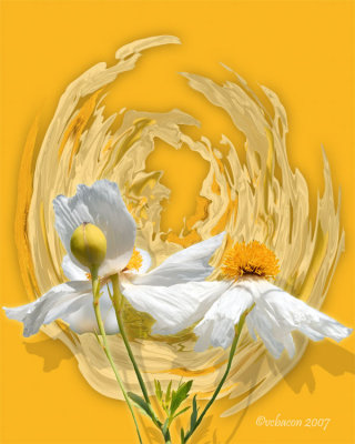 Motilla Poppies