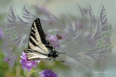 Flight of the Butterfly