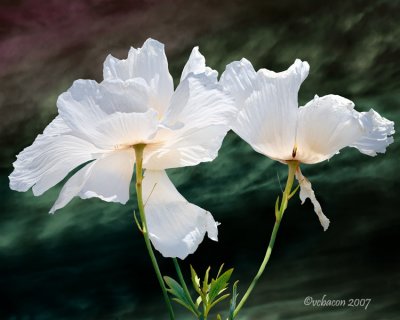 Motilla Poppies Dance in the Wind