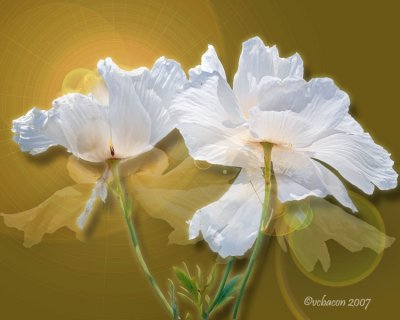 Poppy Delight