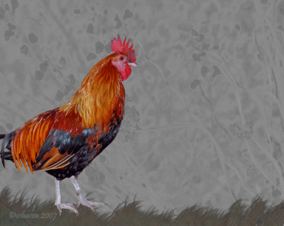 Painted Roosters