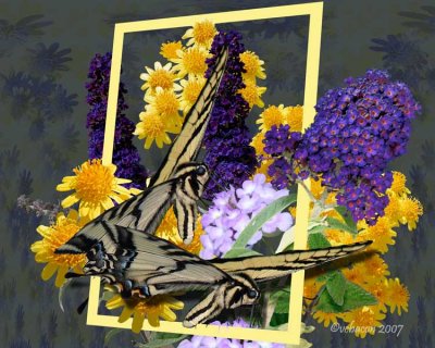 Where are all the butterflies, Version 2