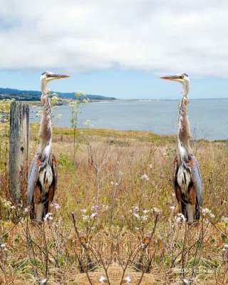 Two Egrets at the Beach