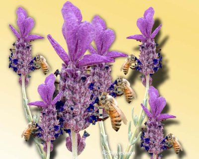 Bees, Bees, Bees