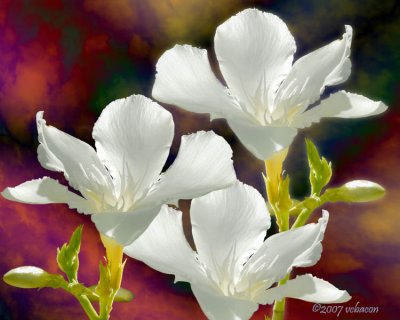 Oleander in the Clouds