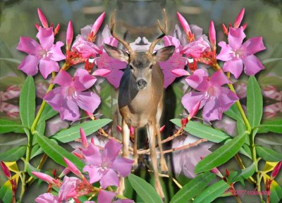 Flower Child