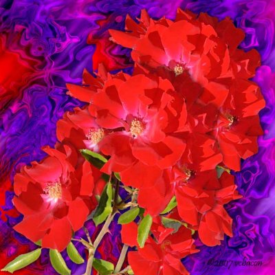 Roses on Silk
